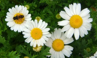 白晶菊的花语和寓意（白晶菊的花语和寓意图片）