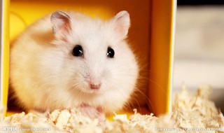 小仓鼠的特点怎么写（小仓鼠的特点怎么写一年级）