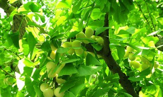 银杏树适合在家里种吗 银杏树在家里种好吗