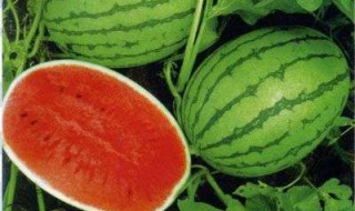 西瓜种催芽前泡多久? 西瓜种催芽前泡多久可以吃