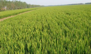 农作物种植制度（农作物种植制度调查表）