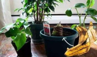 腐烂的水果能不能当作肥料(腐烂的水果可以当肥料吗)