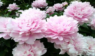 春天怎么养芍药(春天怎么养芍药盆景)