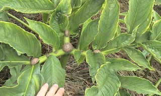 魔芋种几年可以收（魔芋什么时候种什么时候收）