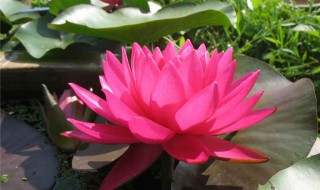 碗莲有哪些品种（碗莲有哪些品种和图片）