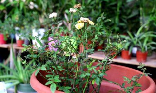 月季老桩如何接根（月季老桩如何接根）