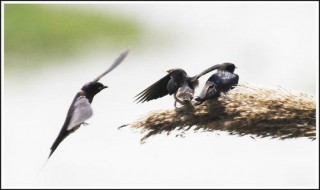 雨燕如何休息（雨燕怎么休息）