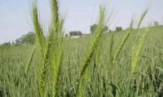 小麦拔节期可以打除草剂吗 小麦拔节期可以打除草剂吗有毒吗