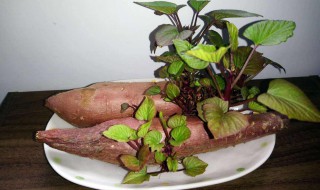 如何种盆栽地瓜（如何种盆栽地瓜苗）