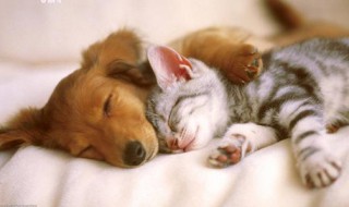 狗猫如何一起饲养（狗猫如何一起饲养孩子）
