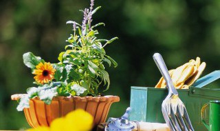 支付宝如何合种第二棵树（支付宝可以合种几棵树）