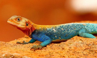 哪种动物尾巴可以重新长 哪些动物的尾巴可以重新长出来