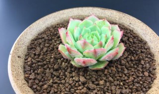 春季多肉如何施肥 春季多肉怎么施肥