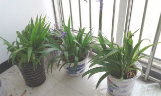 盆栽竹子怎么施肥 盆栽竹子怎么施肥好