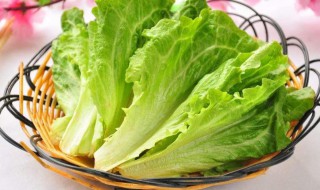 生菜是什么菜 汉堡里的生菜是什么菜