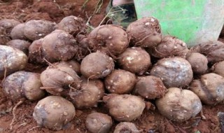 磨芋的种植深度 磨芋的种植方法