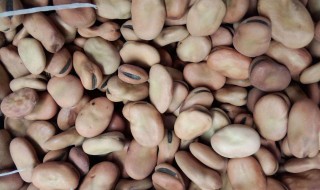 兰花豆如何切皮 兰花豆如何切皮视频