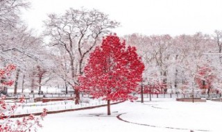 初雪的时候如何表白 初雪表白经典语录