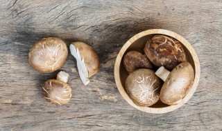 如何种小蘑菇 如何种小蘑菇视频