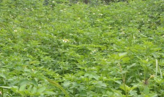 鬼针草如何爆盆（鬼针草开花吗）