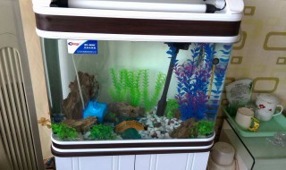 养鱼前应该如何养缸 养鱼先养缸,缸要怎么养