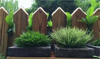 石菖蒲如何过冬（石菖蒲如何过冬）