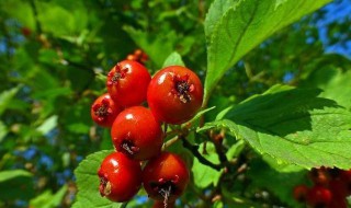 如何种植山里红 山里红的养殖方法