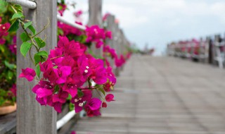 三角梅养护管理方法 三角梅养护管理方法图片