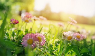 最新牛年立春优美语录 最新牛年立春优美语录摘抄