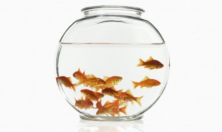 敞口鱼缸养草的方法 鱼缸养草经验