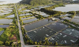 三个月的蝴蝶鱼繁殖方法 蝴蝶鱼繁殖的前兆