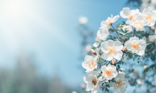 2021立春网络寄语优美句子大全（立春寄语图片2021立春祝福语）