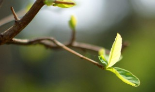 立春朋友圈祝福语（立春朋友圈祝福语大全）