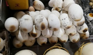 烤蛋制作方法 烤蛋做法