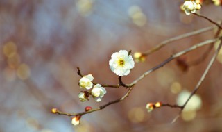 关于立春古诗都有哪些(关于立春古诗都有哪些诗)