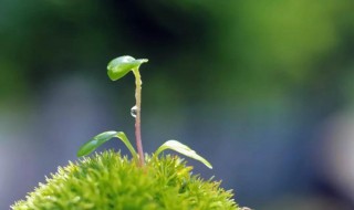 雨水节气养生短信（雨水节气的问候短信）