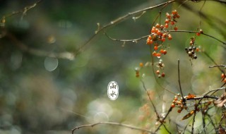 雨水节气祝福语（雨水节气祝福语大全）