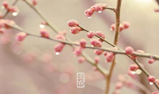 立春节气祝福问候语2021 2021年立春祝福语短信