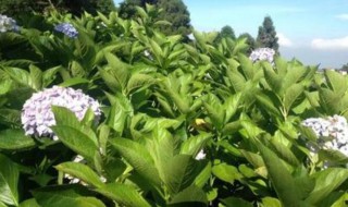 祝福美好爱情的句子别人 祝别人幸福的唯美句子 关于爱情