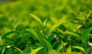 茶叶烘干最佳方法（茶叶烘干机的使用方法）