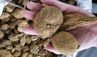 新鲜牛胆怎么保存（鲜牛胆汁怎么保存）