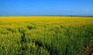 青海油菜花几月份开（今年青海油菜花几月份开）