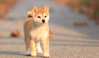 豆柴犬的饲养方法 豆柴犬的饲养方法视频