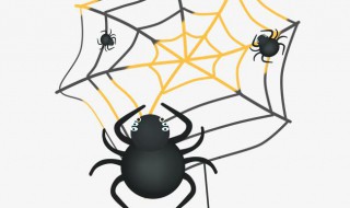 蜘蛛是昆虫吗 蜘蛛是昆虫吗蜘蛛是益虫吗