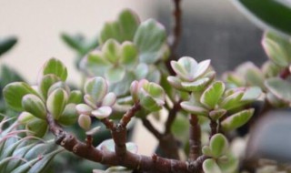 雅乐之舞养殖方法 雅乐之舞养殖方法和注意事项有哪些