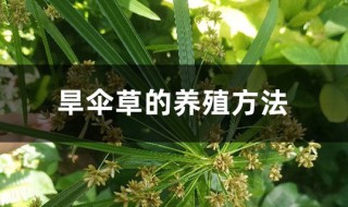 旱伞草的养殖方法 旱伞草的养殖方法和注意事项