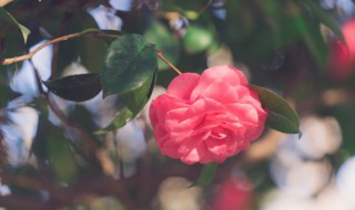 蔷薇花语 蔷薇花语文案