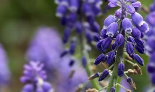 葡萄风信子有什么价值（葡萄风信子长什么样）