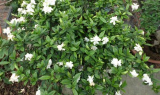 小叶栀子怎样养（小叶栀子怎样养殖）