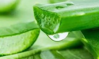 芦荟胶的功效 芦荟胶的功效与禁忌